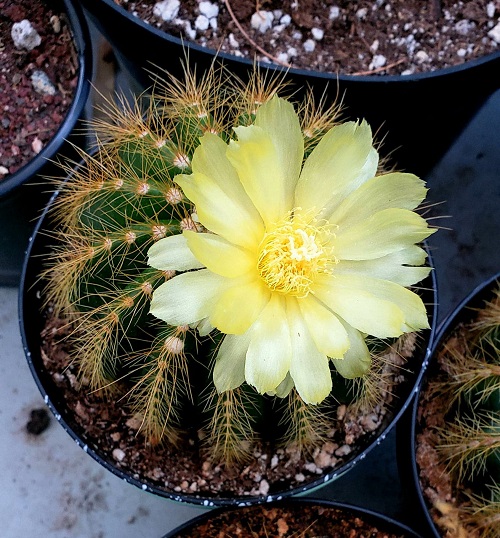 Yellow Flowering Cactus 5
