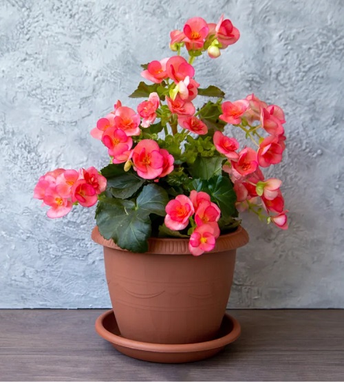 Are Begonias Poisonous to Cats? 1