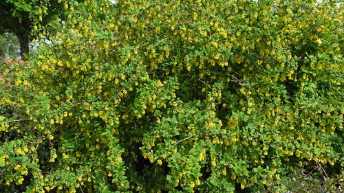Yellow Flowering Shrubs 15