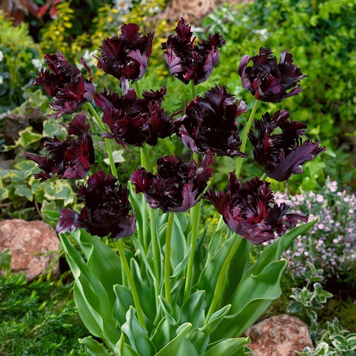 Gorgeous Black Tulips in Spring