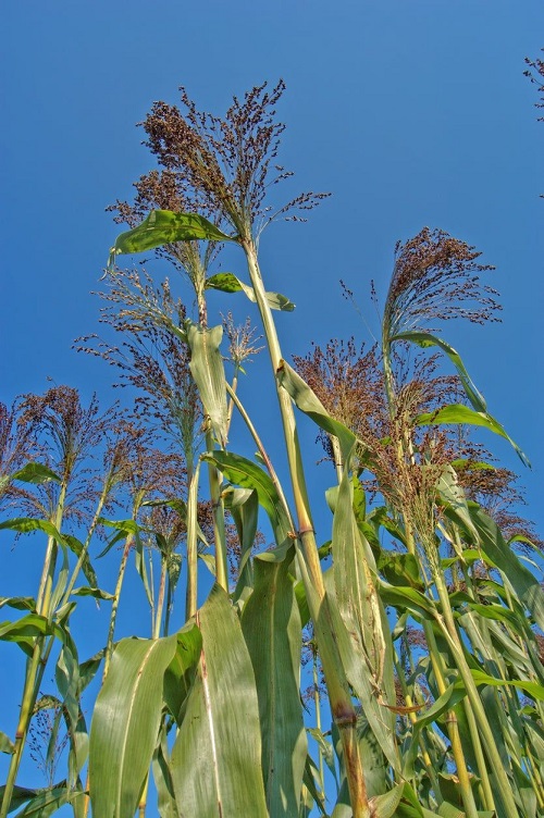 Plants That Look Like Corn 7