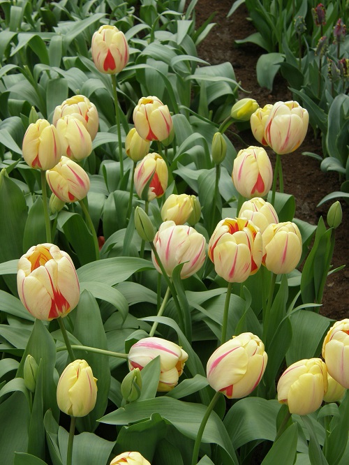 Muticolor Beautiful Tulips in Spring