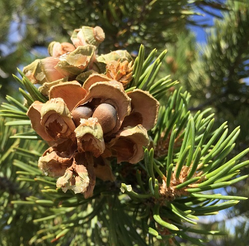 Types of Pine Cones 1
