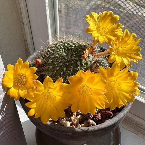 Yellow Flowering Cactus 17