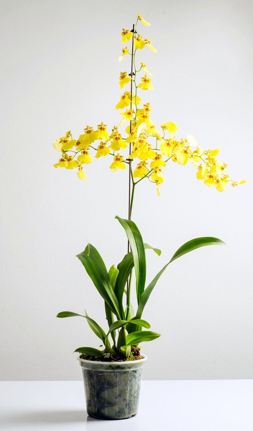 Yellow Orchid 1