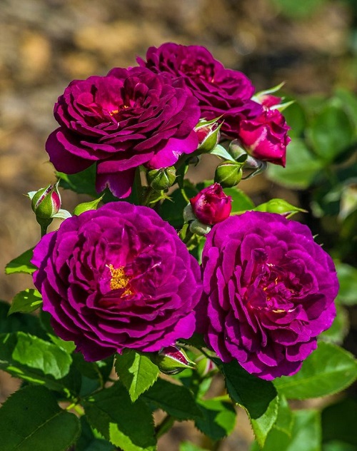 Purple Roses 1