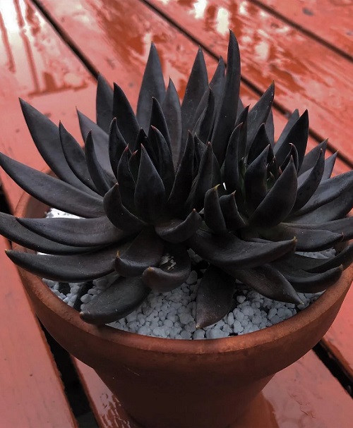 Black Succulents 3