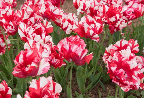 Gorgeous Tulips in Spring
