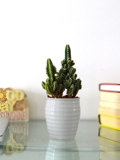 Small Cactus Plants 5