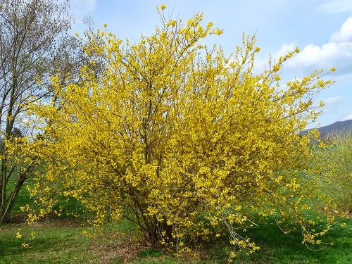 Yellow Flowering Shrubs 5