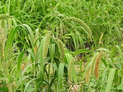 Plants That Look Like Corn 5