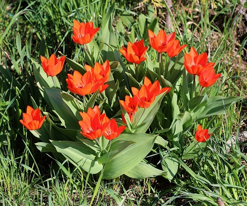 lovely Tulips in Spring 1