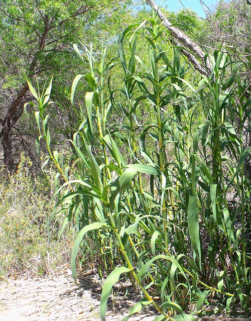 Plants That Look Like Corn 3
