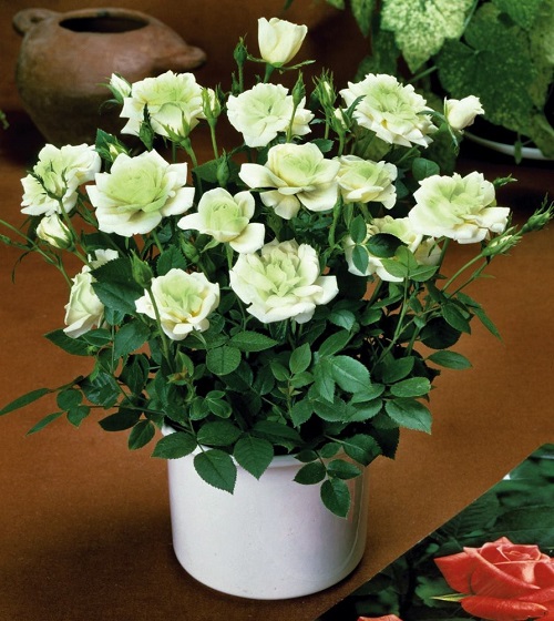 Types of Green Roses 1
