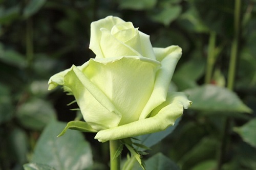 Types of Green Roses 7