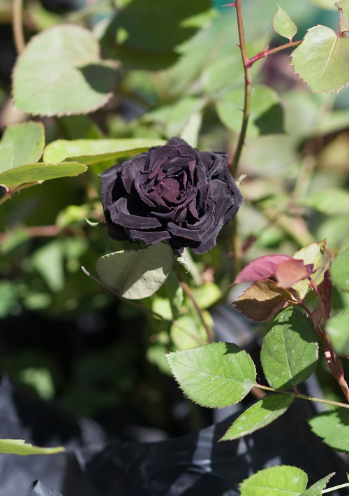 Dark Roses 3