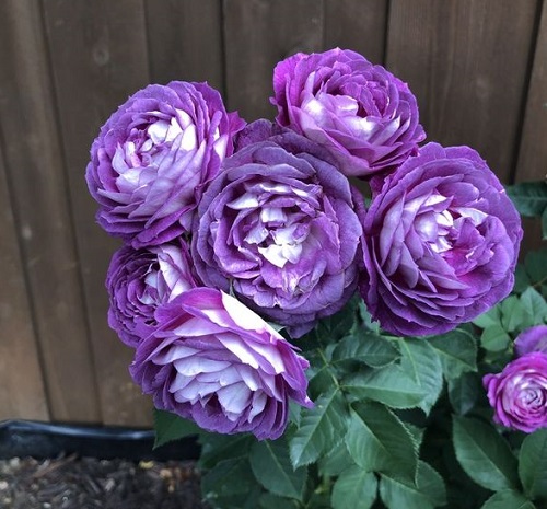 Purple Roses 7