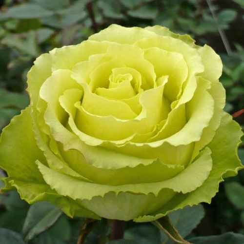 Types of Green Roses 5