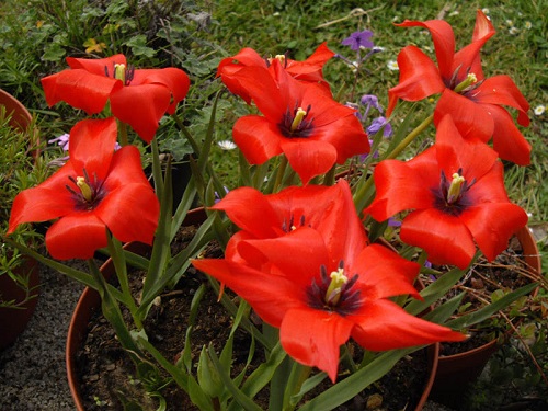 beautiful Spring Tulips in pot