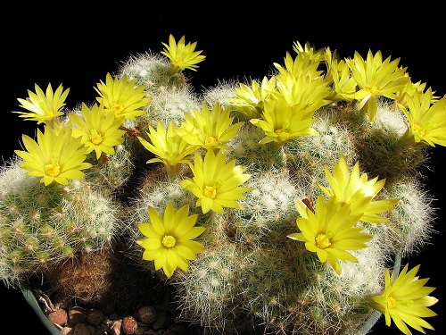 Yellow Flowering Cactus 21