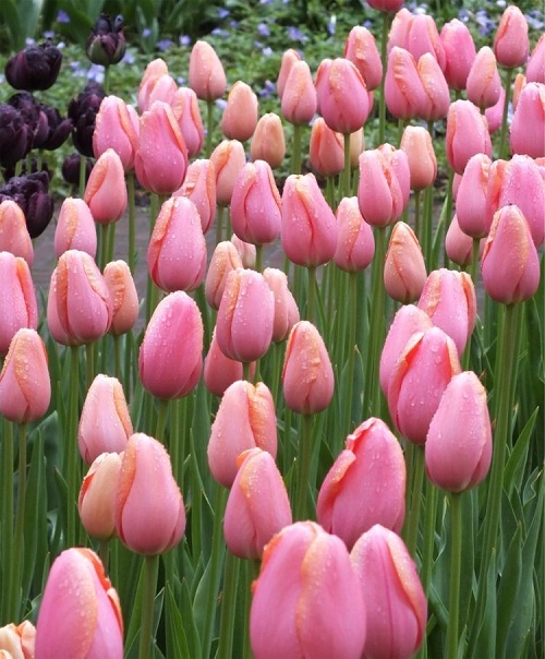 beautiful Spring Tulips 1