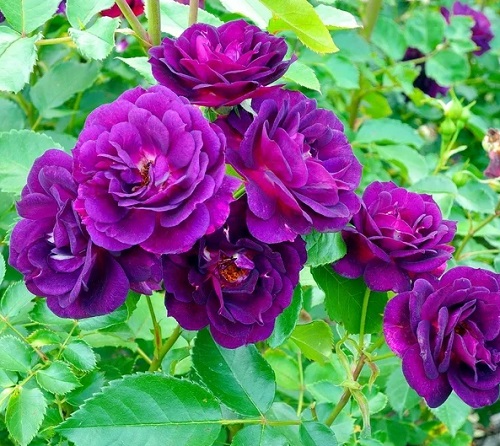 Dark Roses 7