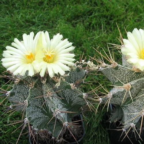 Yellow Flowering Cactus 1
