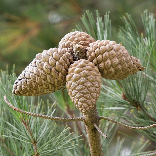 Types of Pine Cones 2