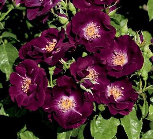 Purple Roses 5