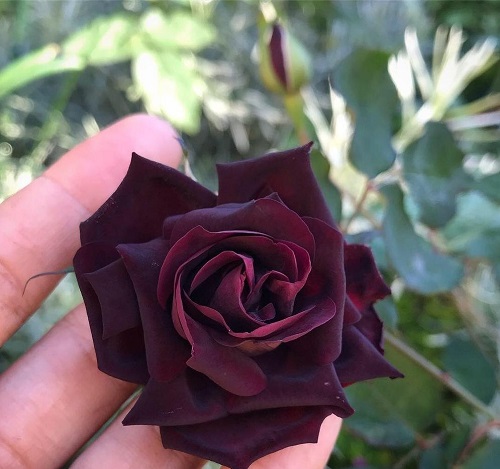 Dark Roses 9