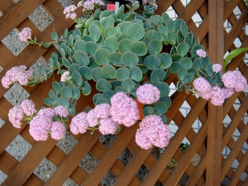 Trailing Succulents With Pink Flowers 3