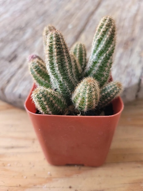 Small Cactus Plants 9