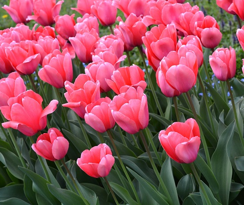Pink Tulips in Spring