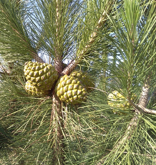 Types of Pine Cones 17