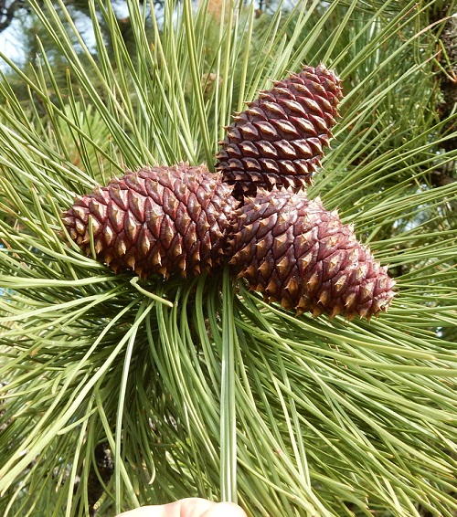 Types of Pine Cones 9