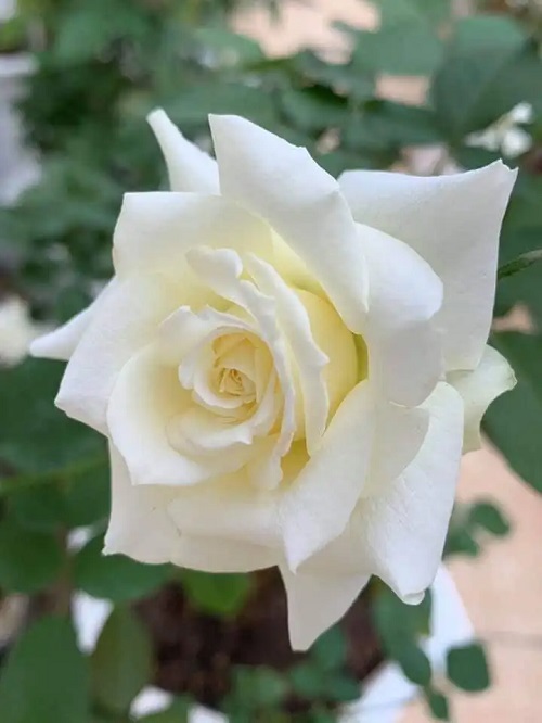 White Roses 7