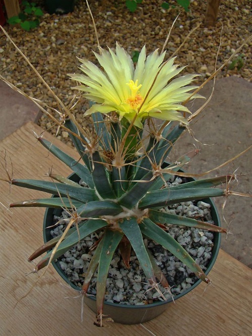 Yellow Flowering Cactus 11