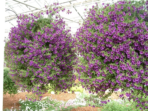 Purple Hanging Flowers 7