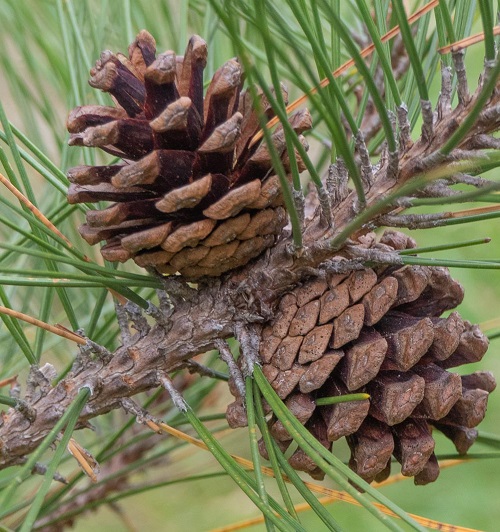 Types of Pine Cones 13