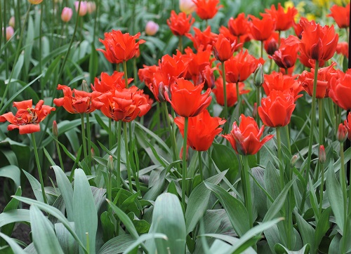 stunning Tulips in Spring
