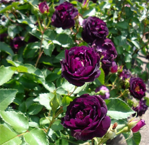 Purple Roses 11