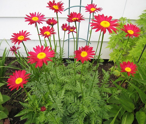 Red Daisies 5