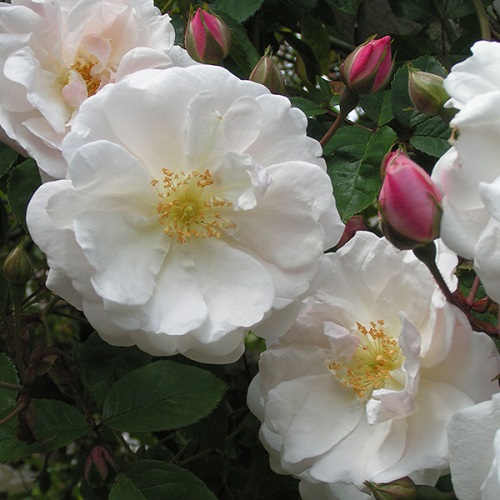 White Roses 13