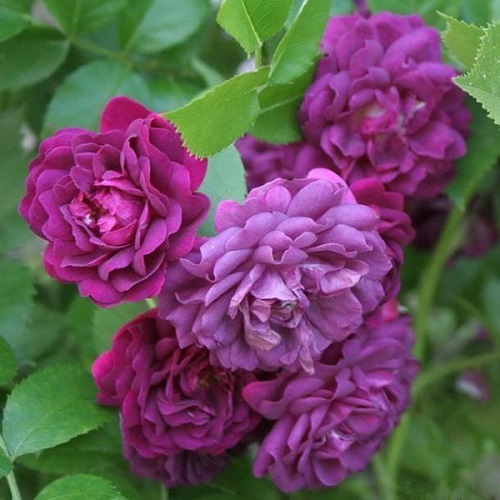 Purple Roses 3