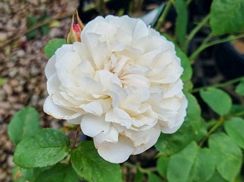 White Roses 11