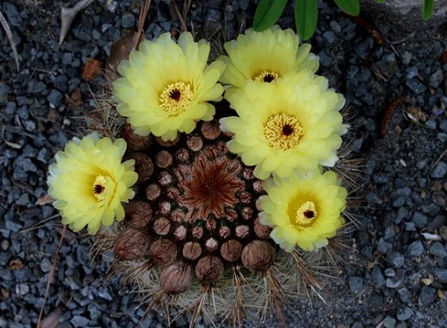 Yellow Flowering Cactus 13