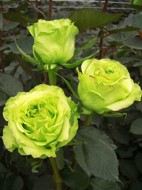 Types of Green Roses 9