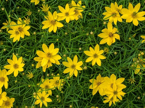 Yellow Flowers with 8 Petals 1