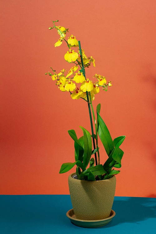 Yellow Orchid 9