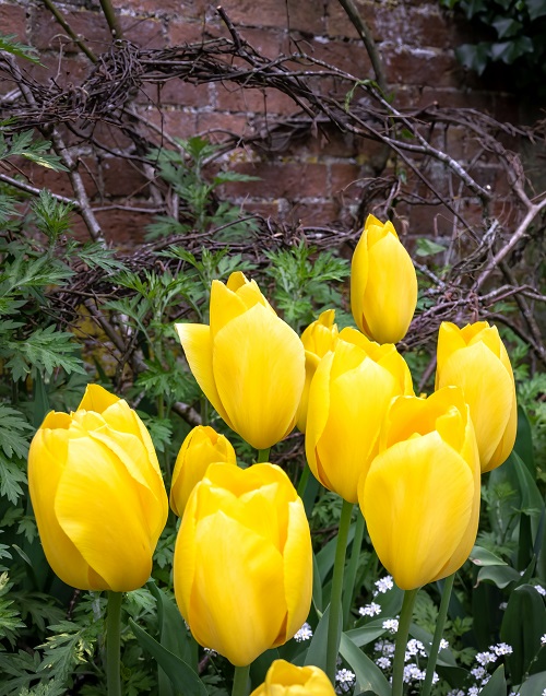 Beautiful Yellow Tulips in Spring